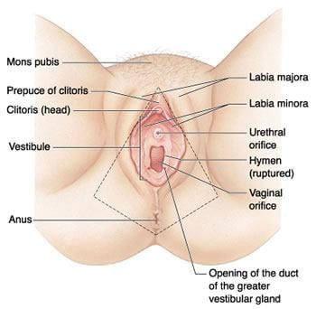 labiaplasty procedure